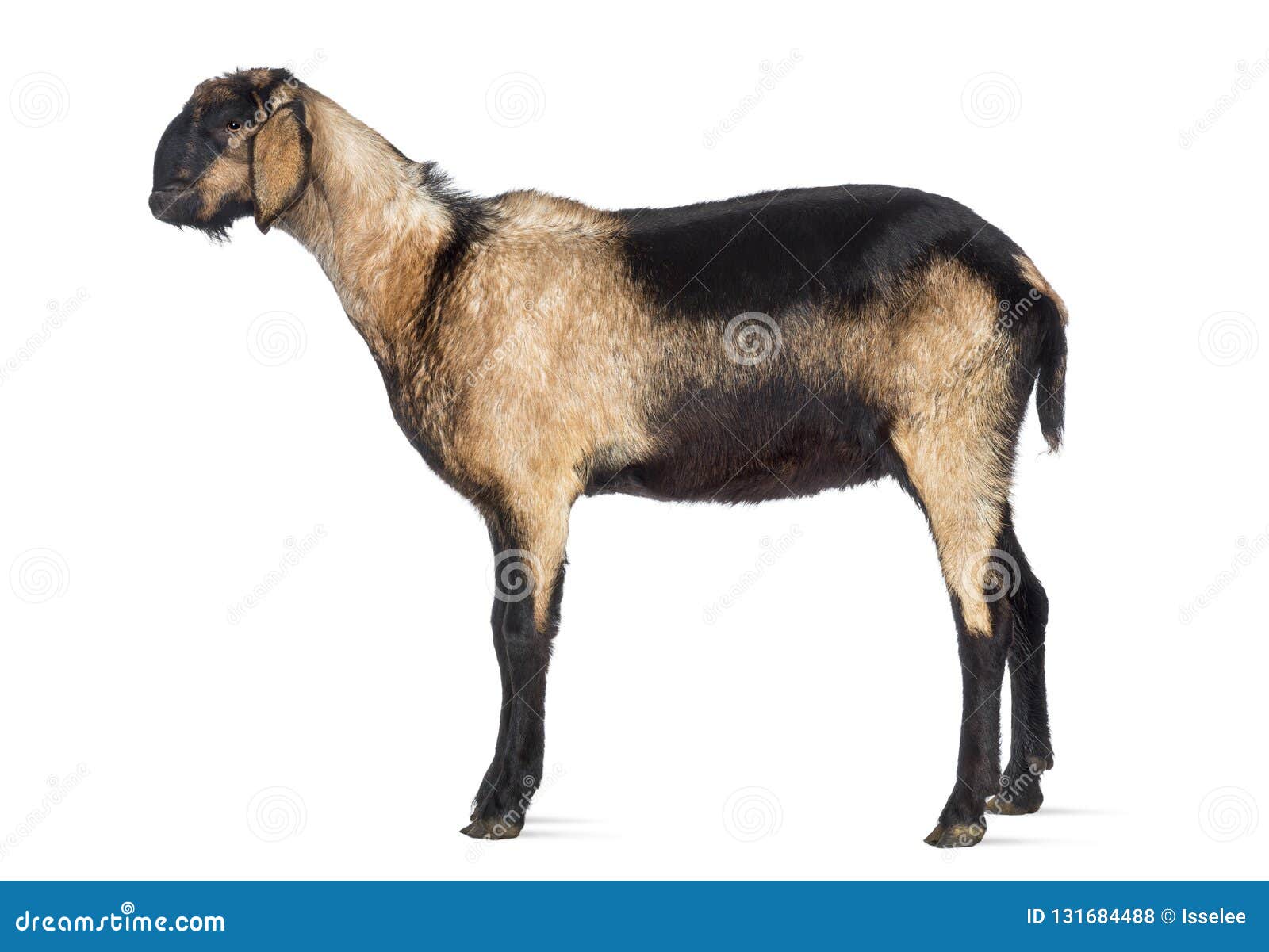 side view of an anglo-nubian goat with a distorted jaw against white background