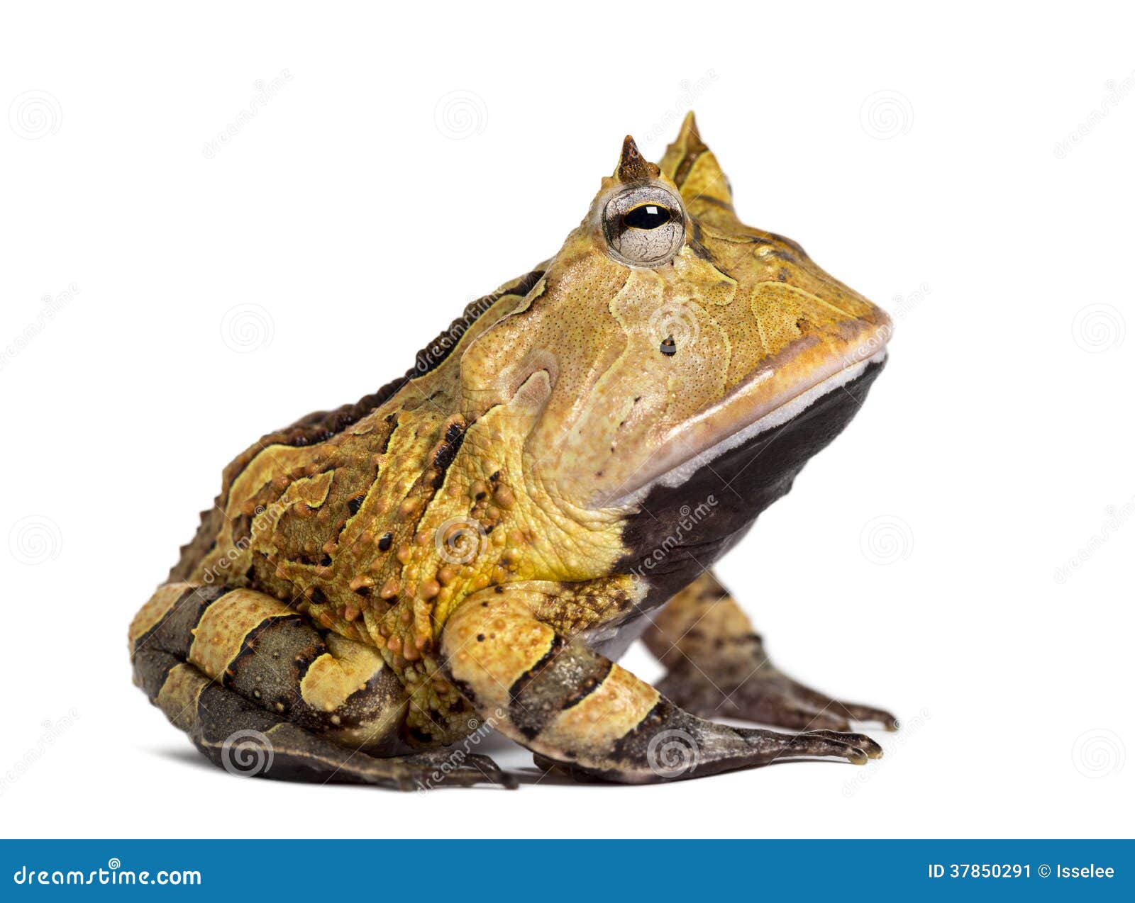 side view of an argentine horned frog, ceratophrys ornata