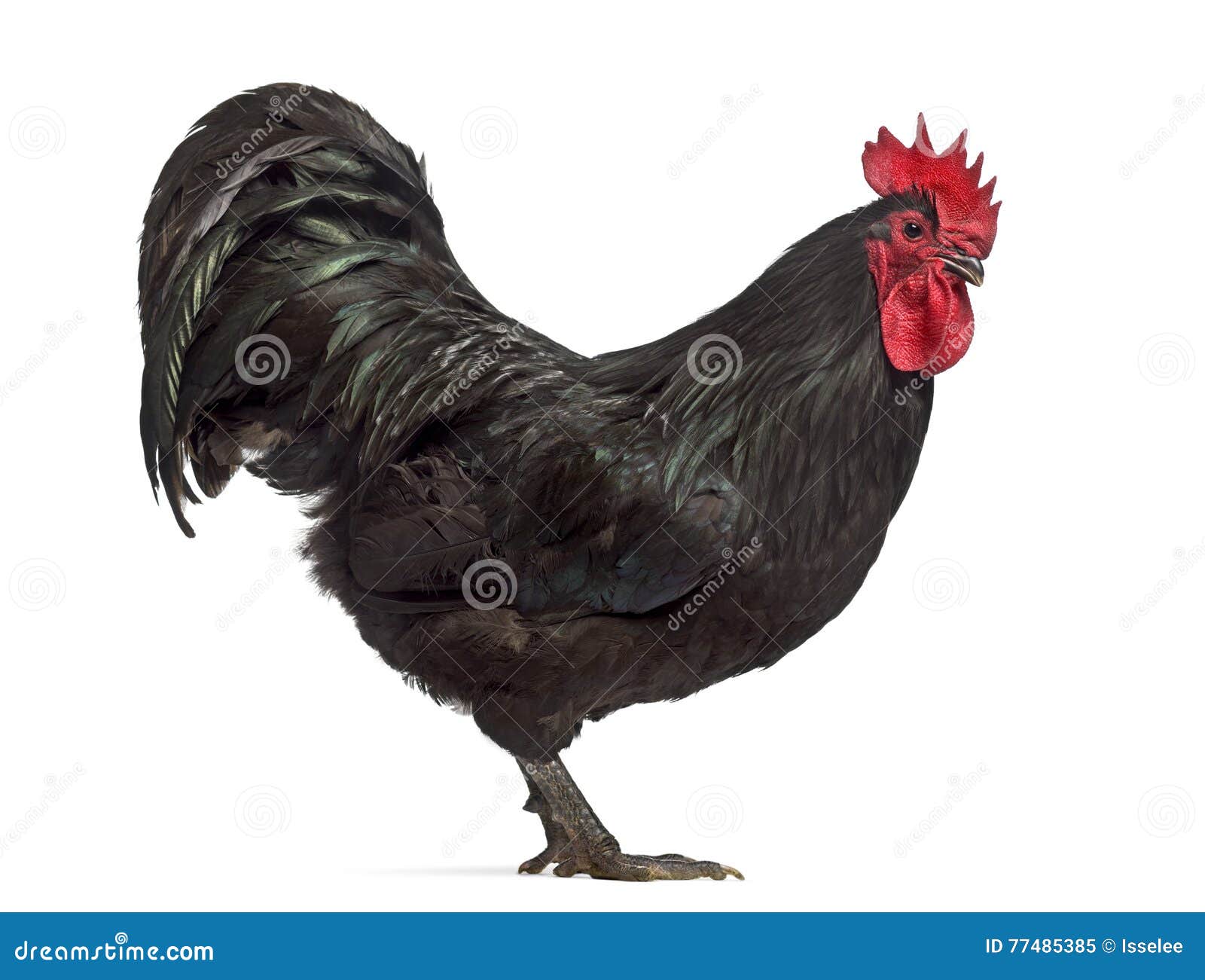 Side View Of An Australorp Rooster RoyaltyFree Stock Photography