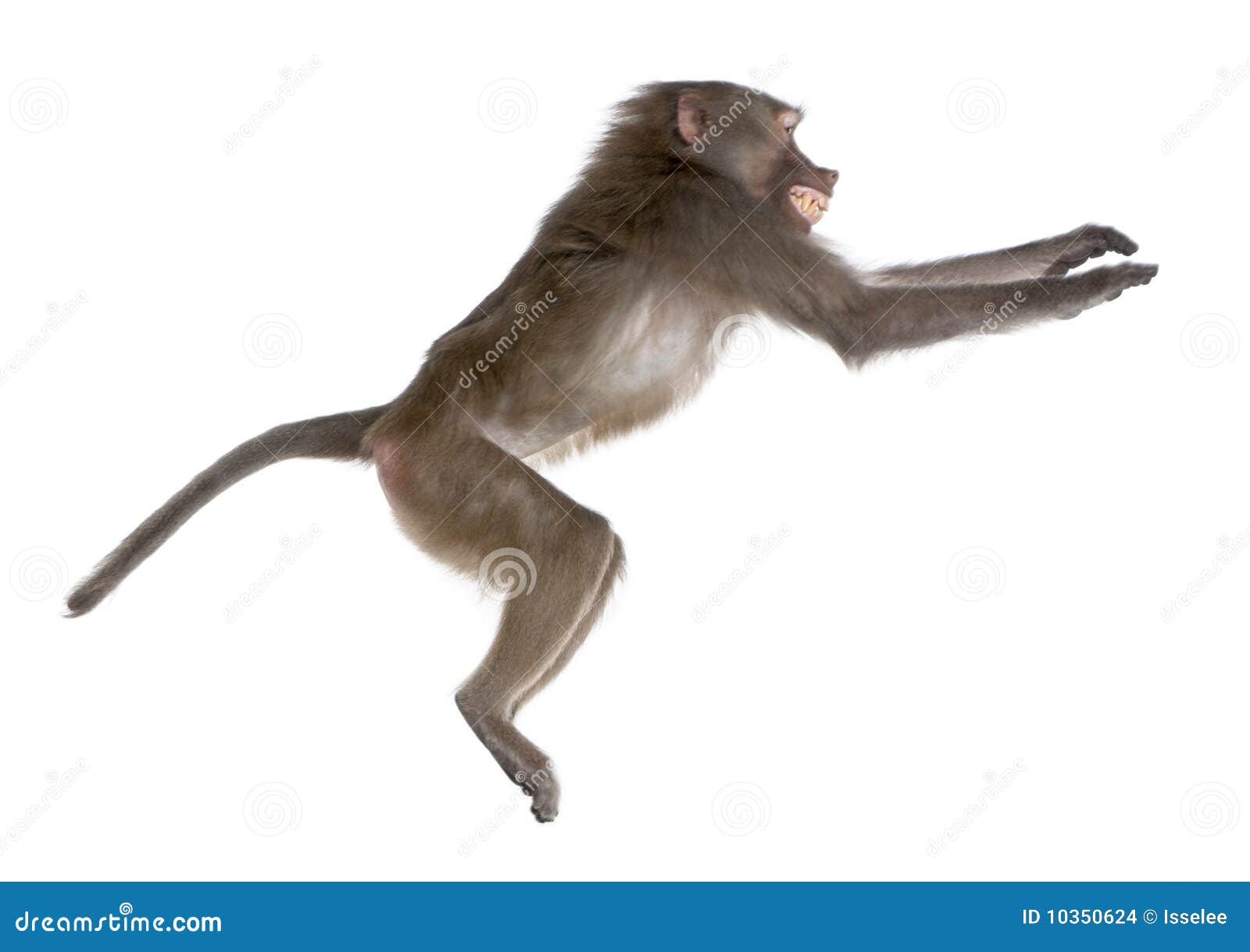 side view of a baboon jumping - simia hamadryas