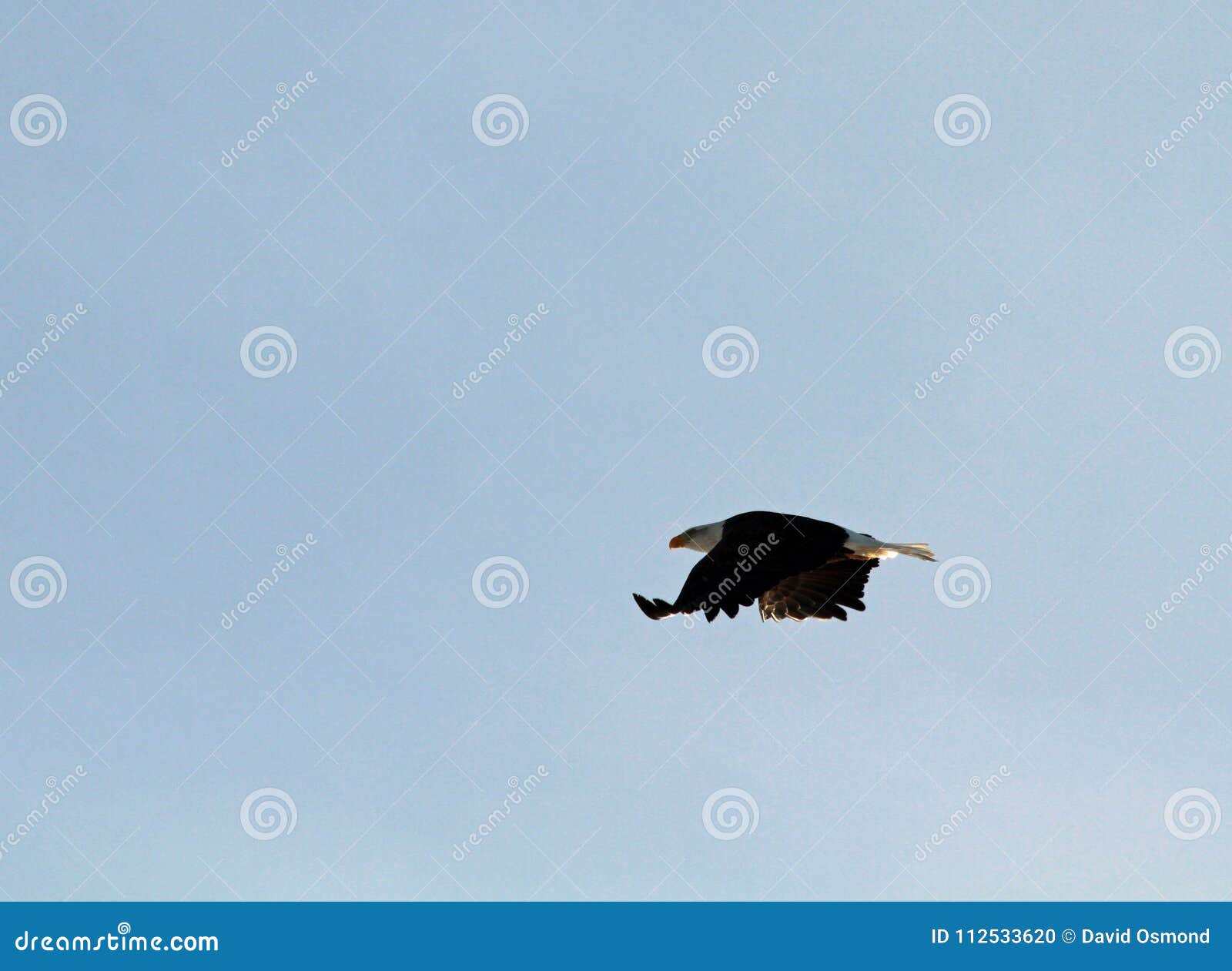 A Side View Of A Bald Eagle Flying Stock Photo - Image of background