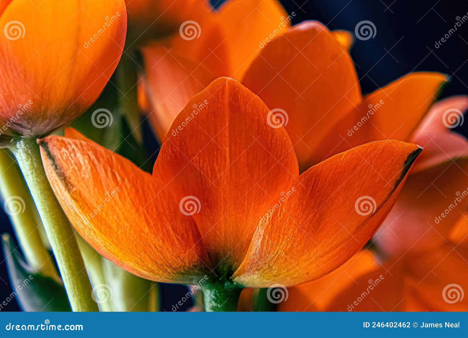 Side View of a Beautiful Orange Sun Star Stock Photo Image of petal