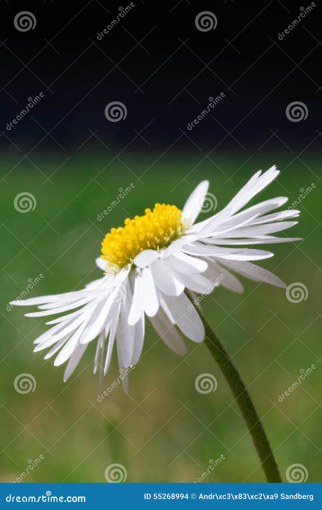 Side-view of a Beautiful White Oxeye Daisy Stock Photo - Image of bloom