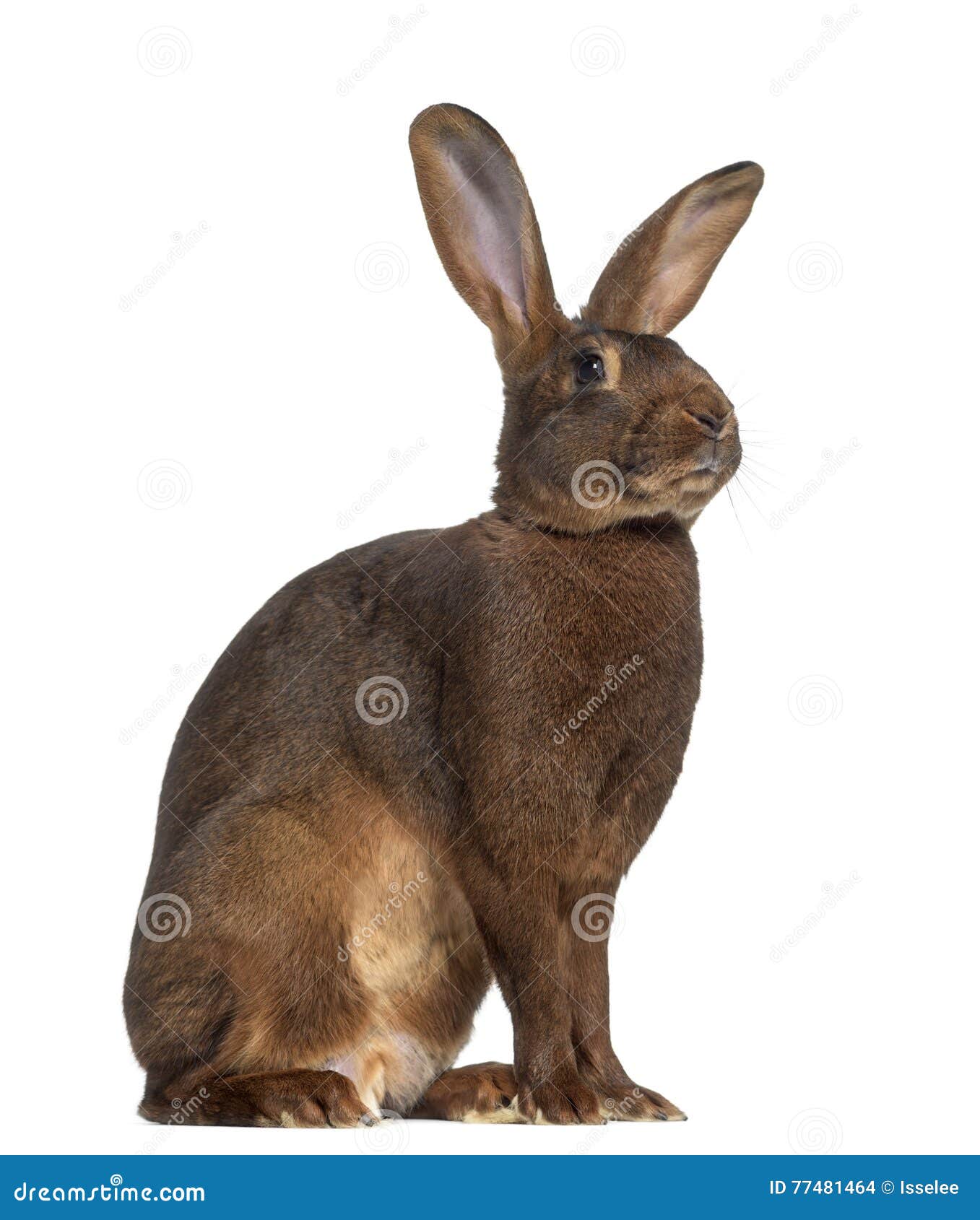side view of belgian hare