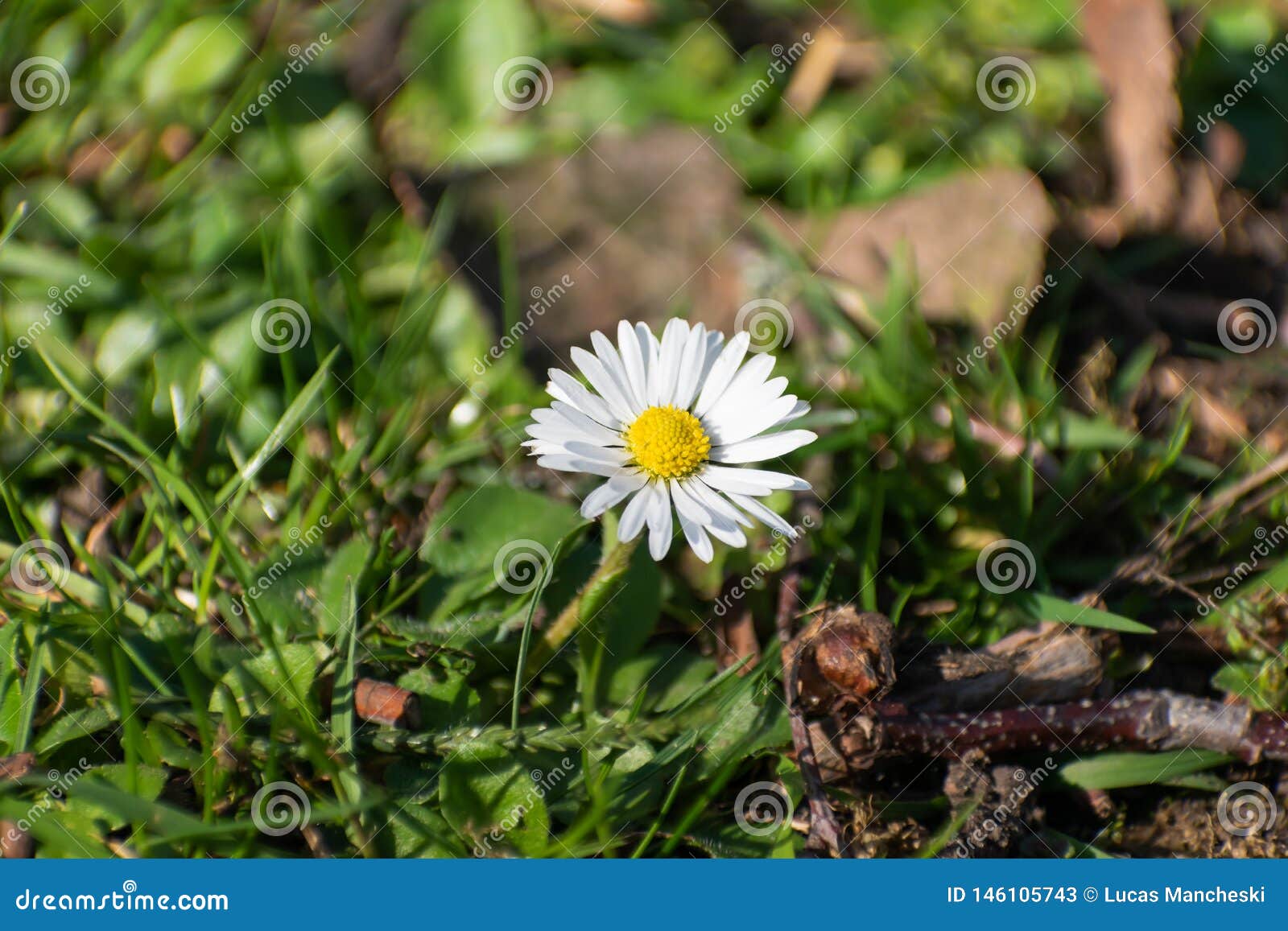 Side View Of Bellis Perennis Stock Image Image Of Green Life