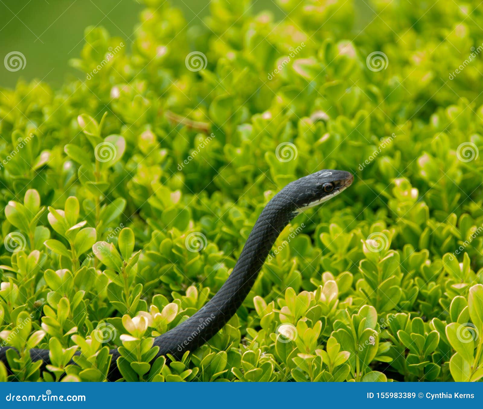 Side View Of A Black Racer Snake In A Bush Stock Image Image Of