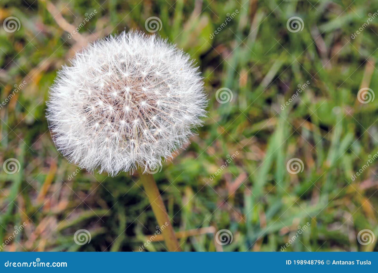 side view of a blooming dandelion flower on a meadow background