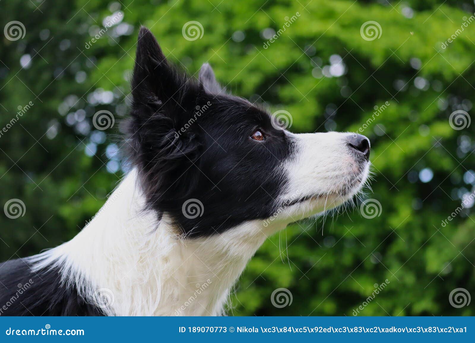 Border Collie - Sidewalk Dog