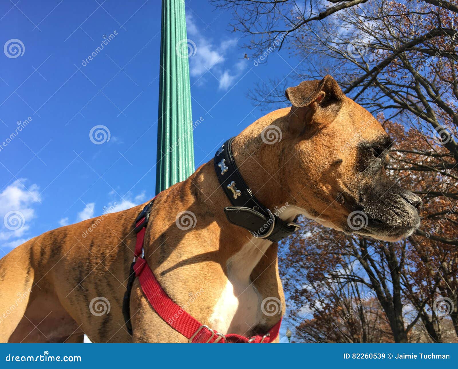 Blue Boxer Dogs