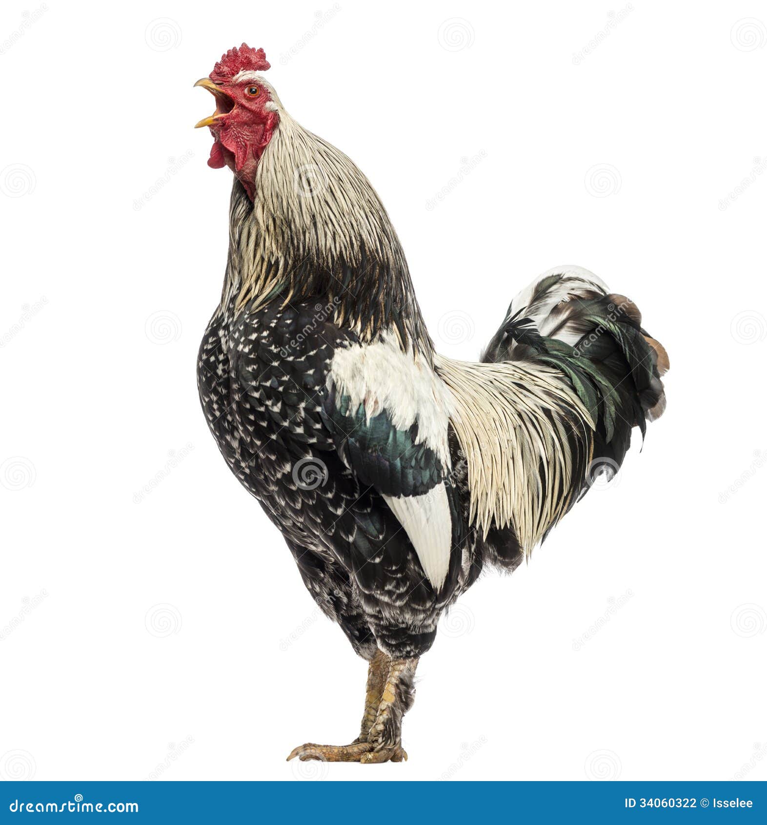 Side View of a Brahma Rooster Crowing, Isolated Stock Photo