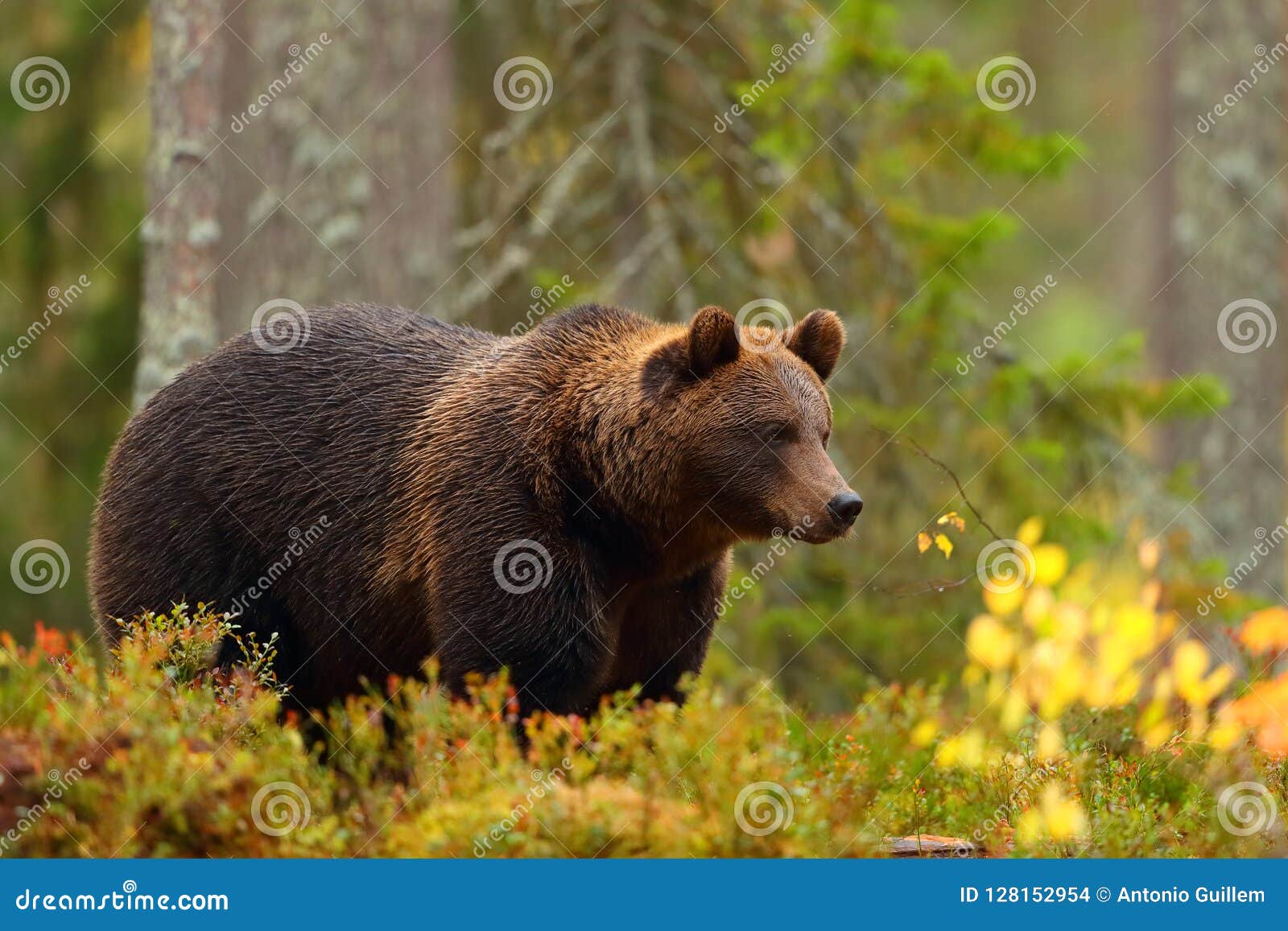 side view of a brown bear in a forest in fall season