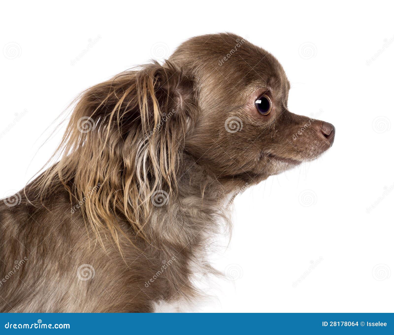 Side View Of Chihuahuas Head Stock Photo Image Of Profile Themes