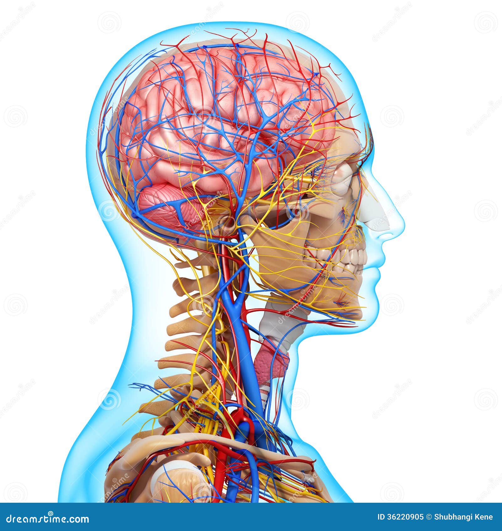 Side View Of Circulatory System Of Head Skeleton Royalty Free Stock