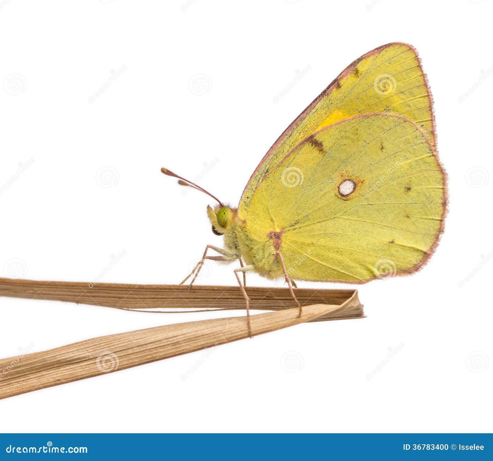 side view of a clouded sulphur landed on a thin branch