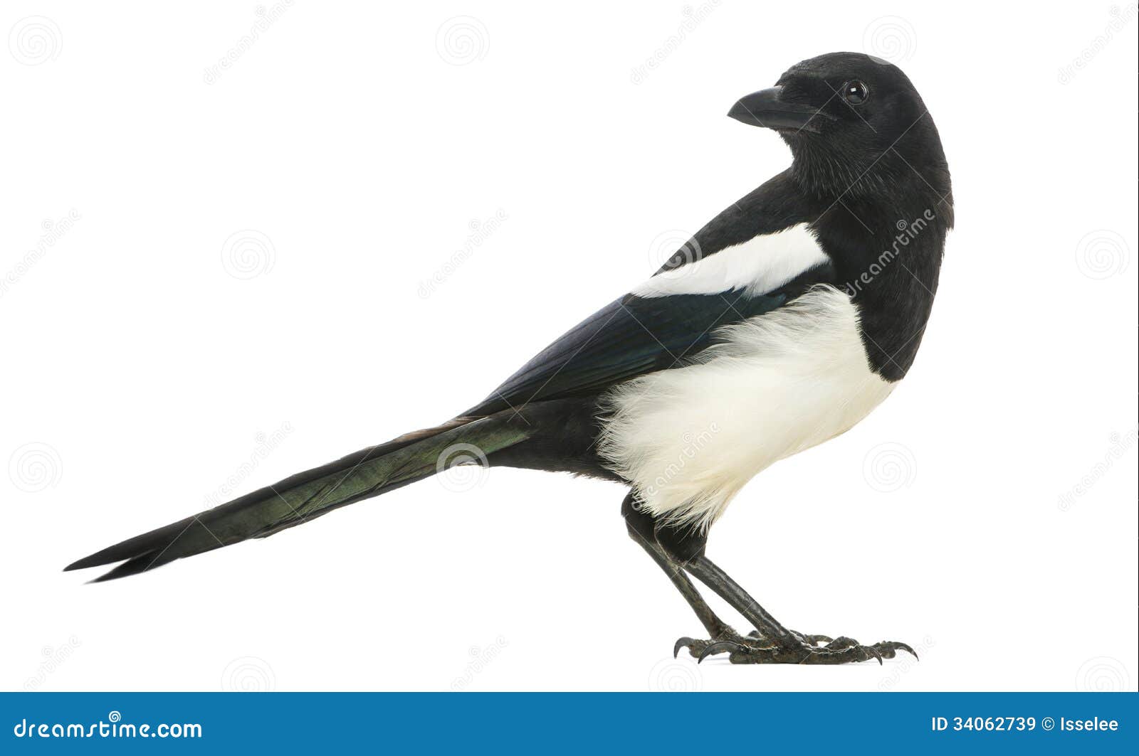 side view of a common magpie looking backwards, pica pica