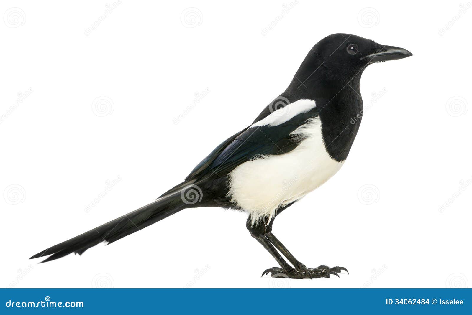 side view of a common magpie, pica pica, 