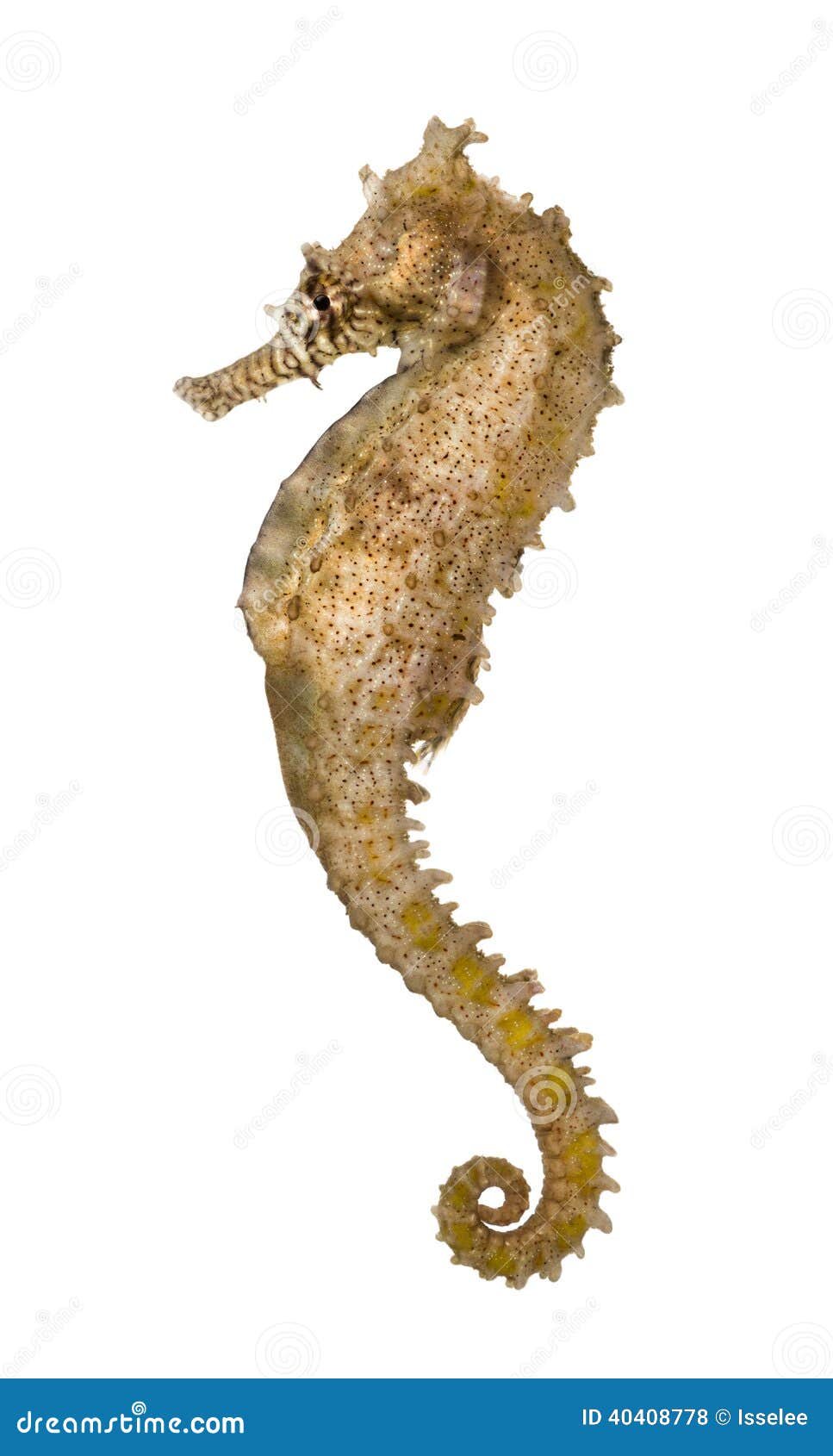 side view of a common seahorse, hippocampus kuda