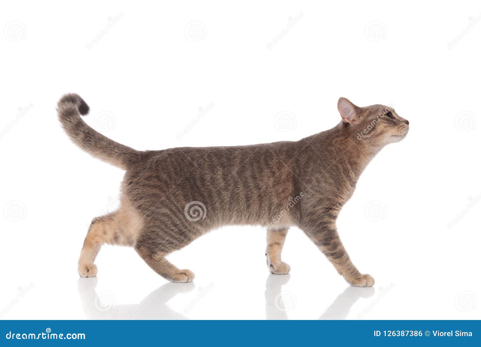 Side View of Curious Grey Cat Walking and Looking Up Stock Photo
