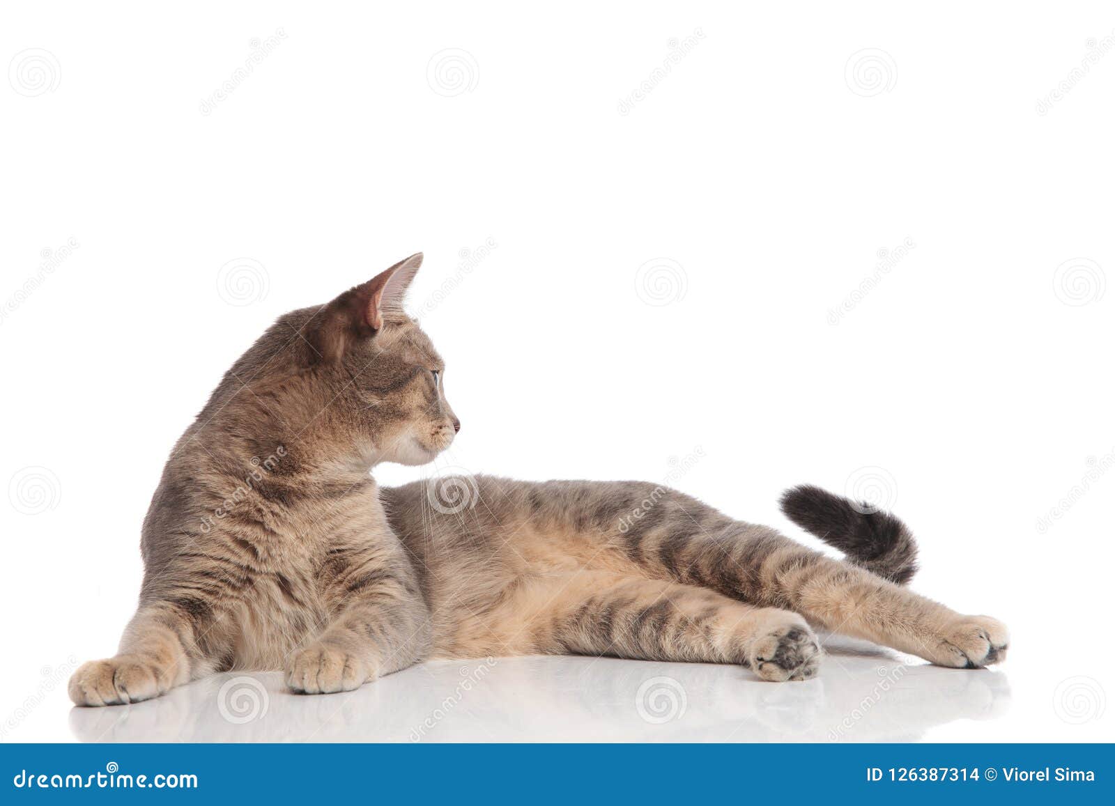 Side View Of Curious Metis Cat Lying Stock Photo Image of metis, grey