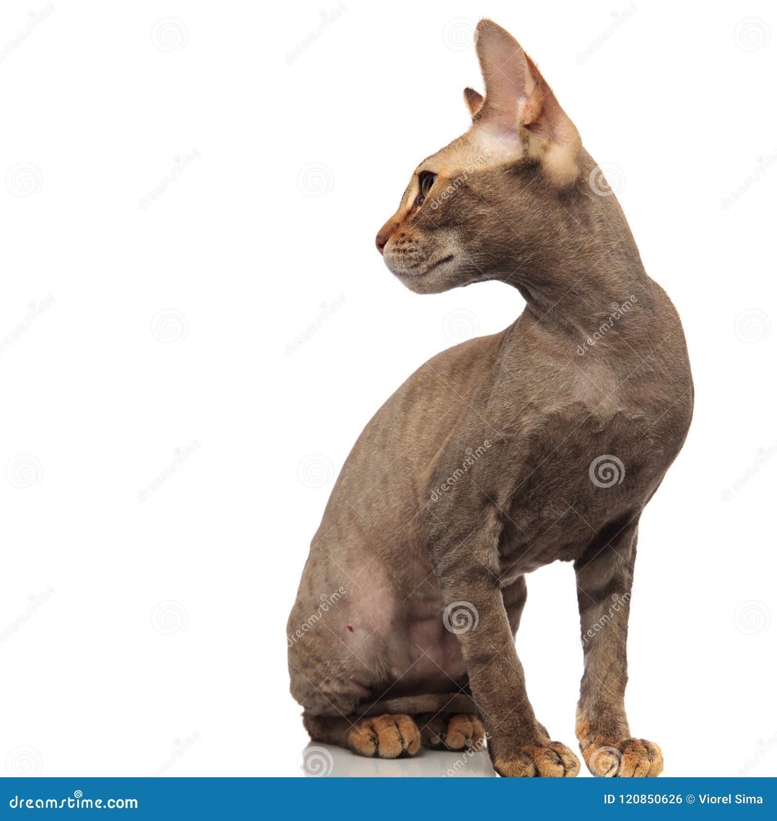 Side View Of Curious Metis Cat Looking Behind Stock Photo Image of