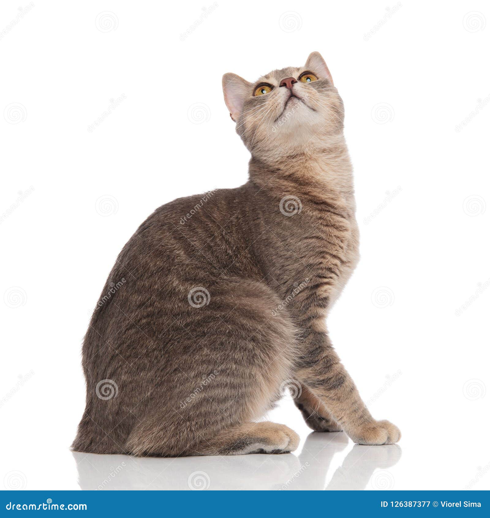 Сидящий кот сбоку