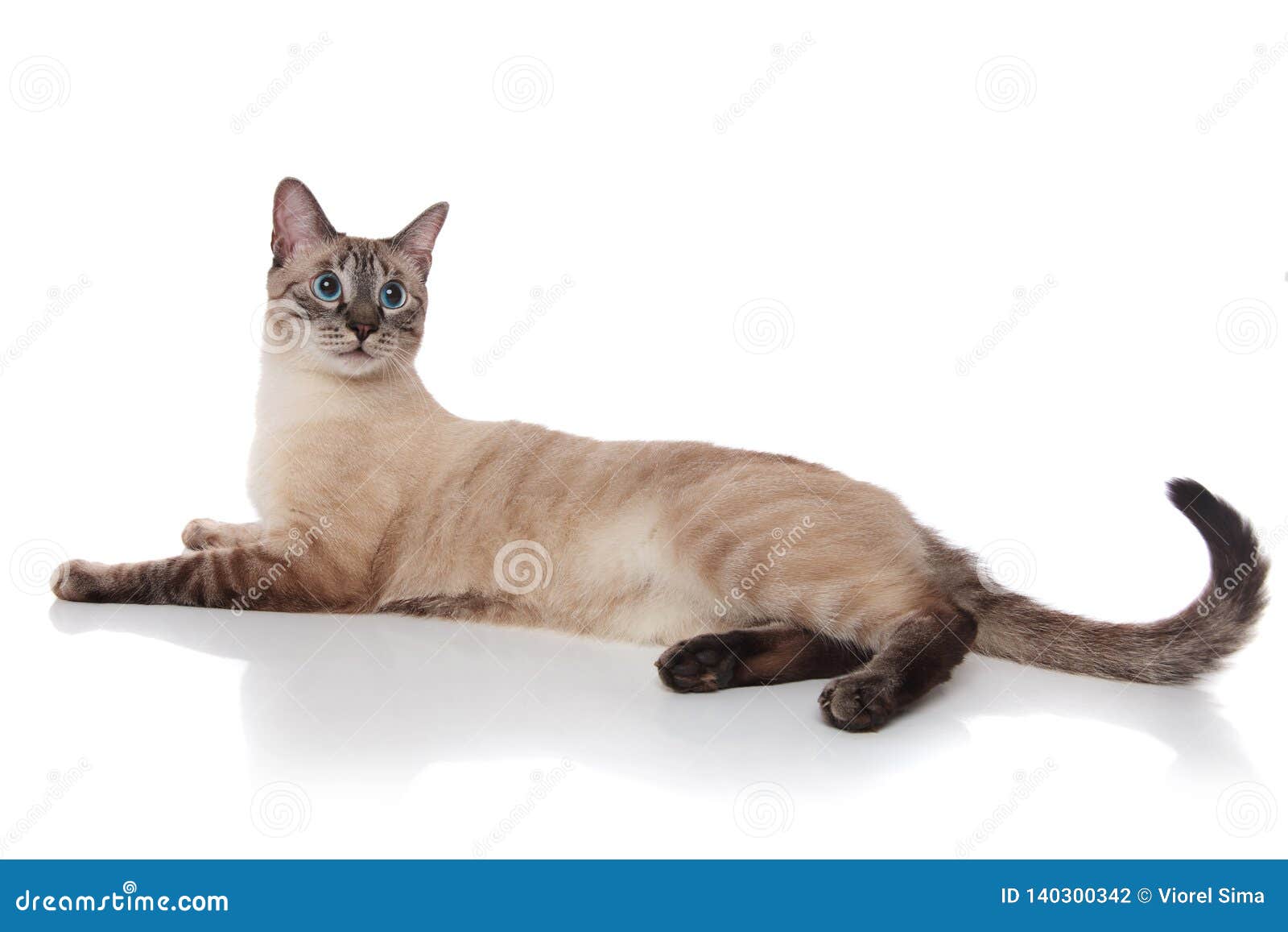 Side View Of Burmese Cat Resting And Looking Behind Stock Photo Image