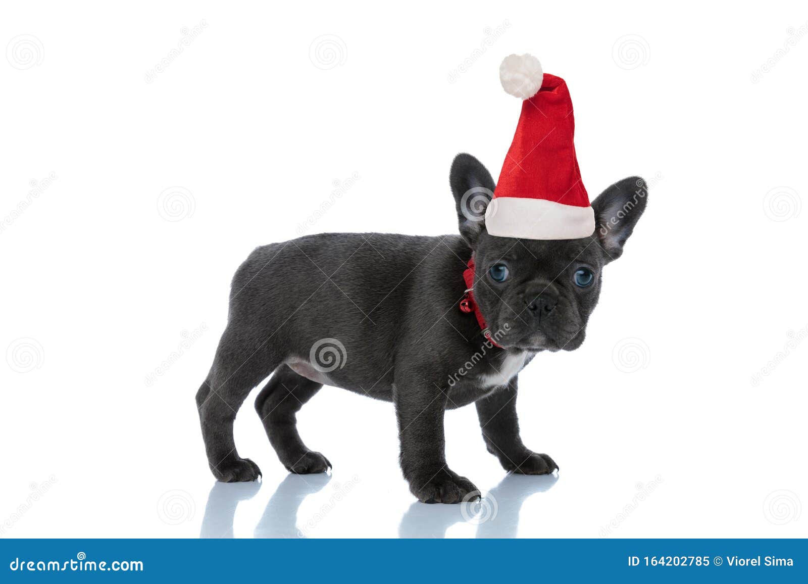 Side View Of A Cute French Bulldog Wearing Santa Claus