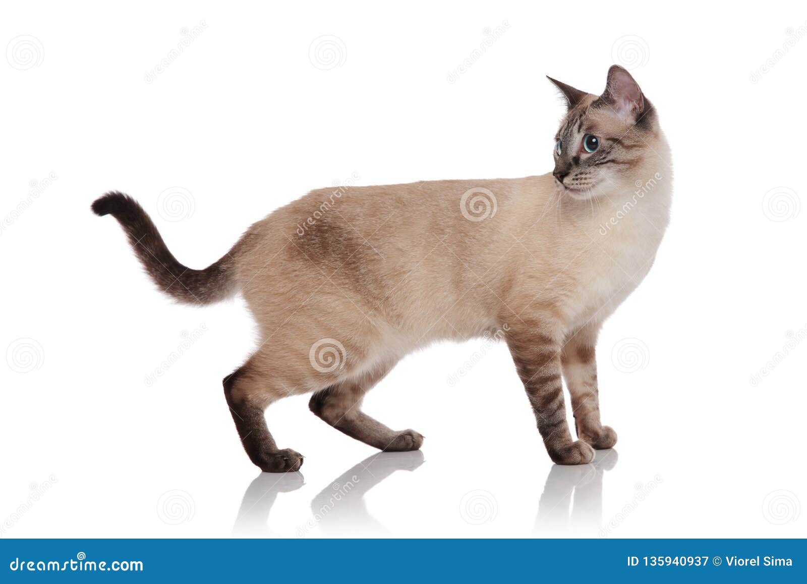 Side View Of Grey Burmese Cat Standing And Looking Behind Stock Image