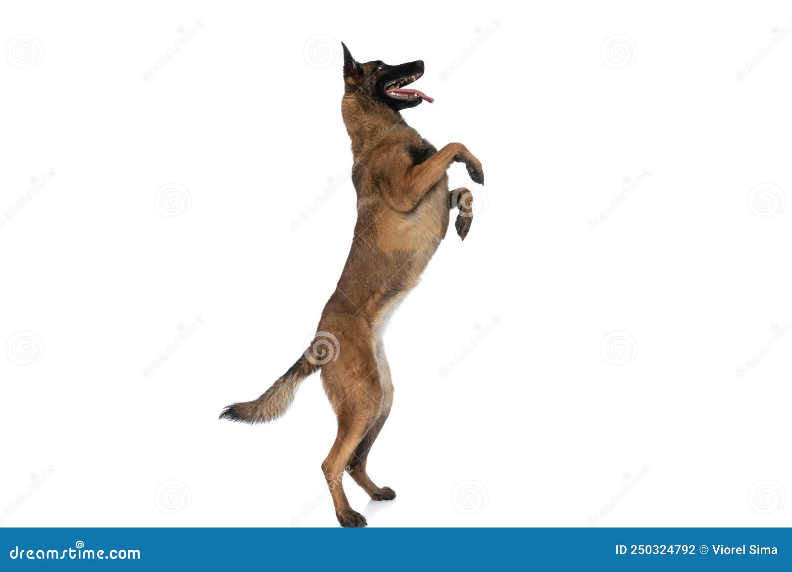 Side View of Cute Police Dog Standing on Back Legs and Panting Stock ...