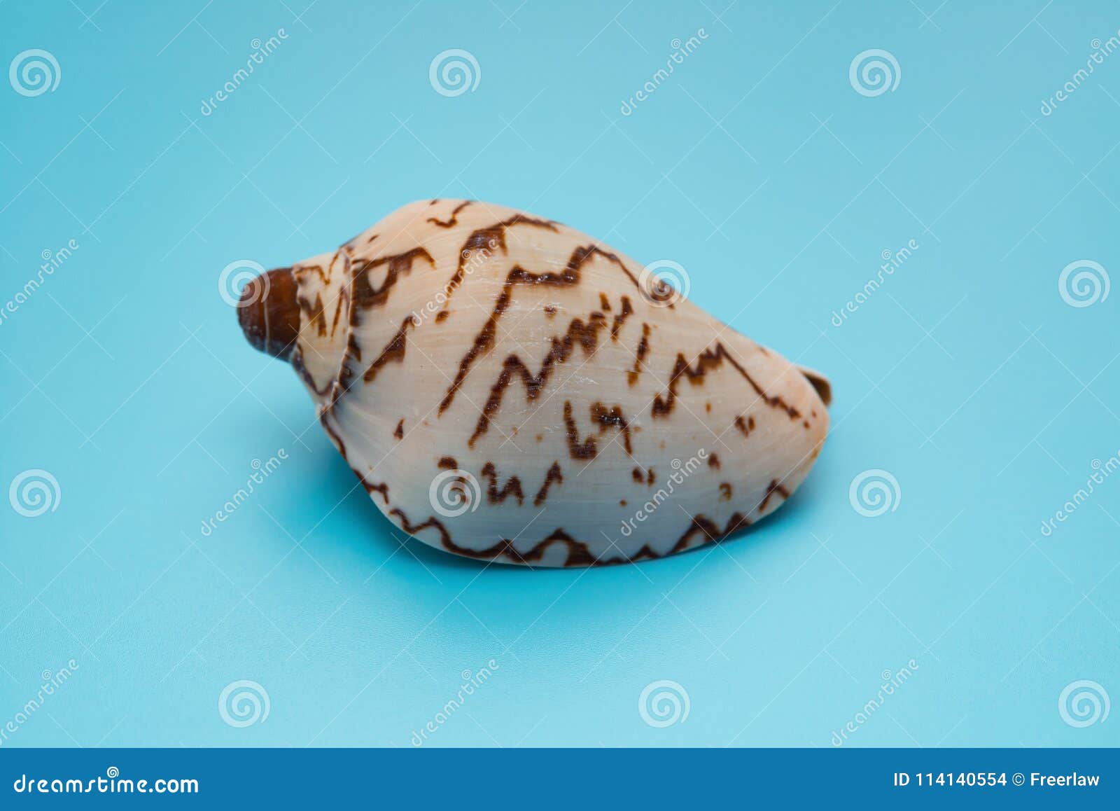 side view cymbiola nobilis marine seashell on blue