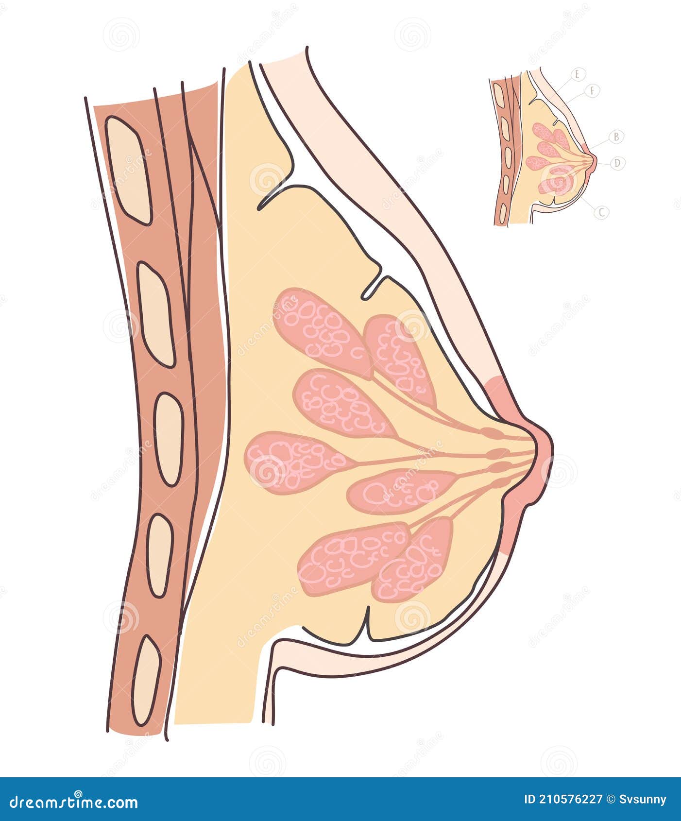 Side on View Diagram of the Female Breast Up Close Stock Vector
