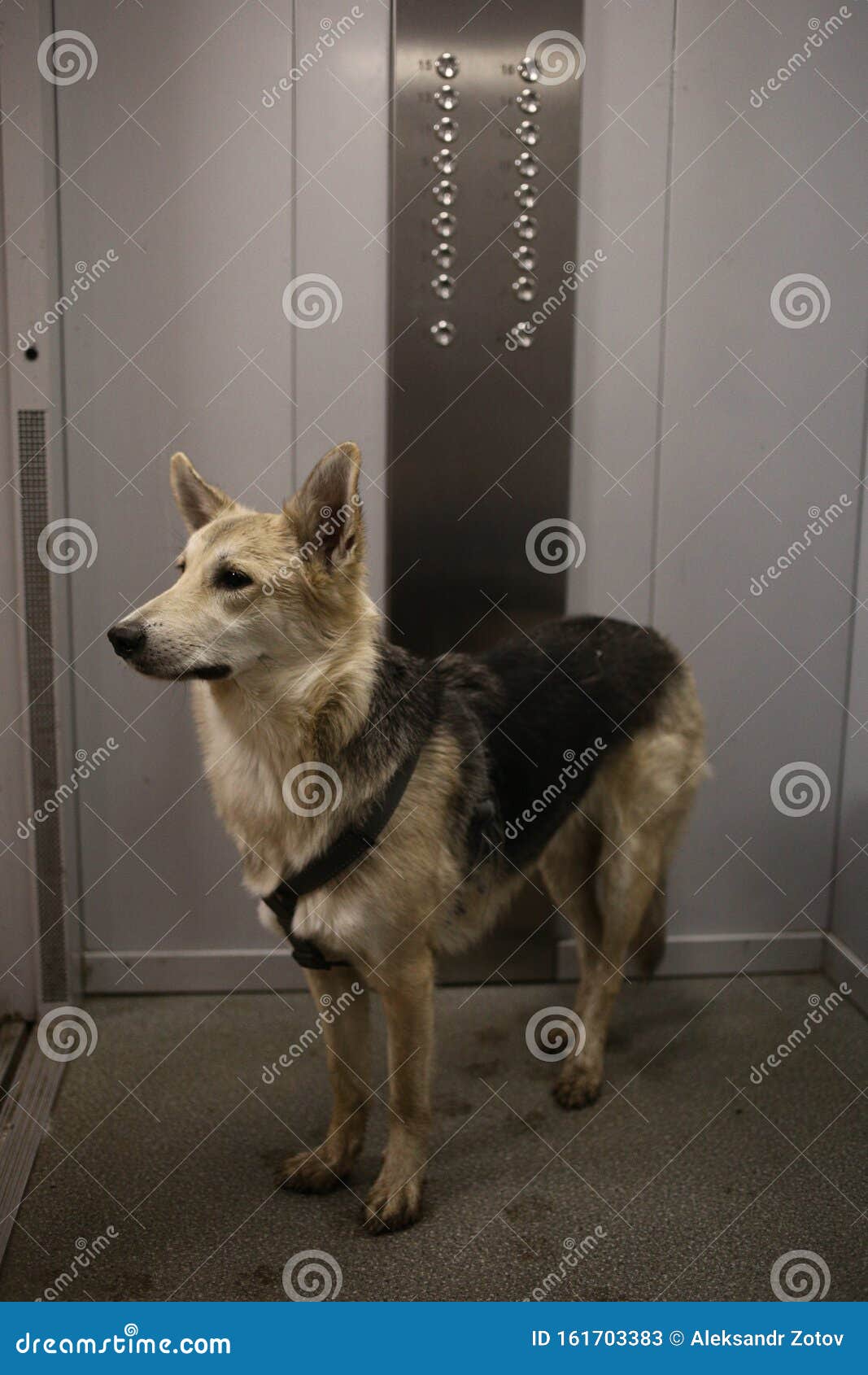 Side View at a Dog Standing in Elevator Stock Image Image of safety