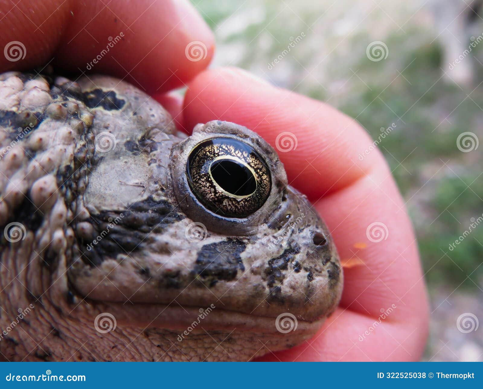 side view of the face of a woodhouse toad