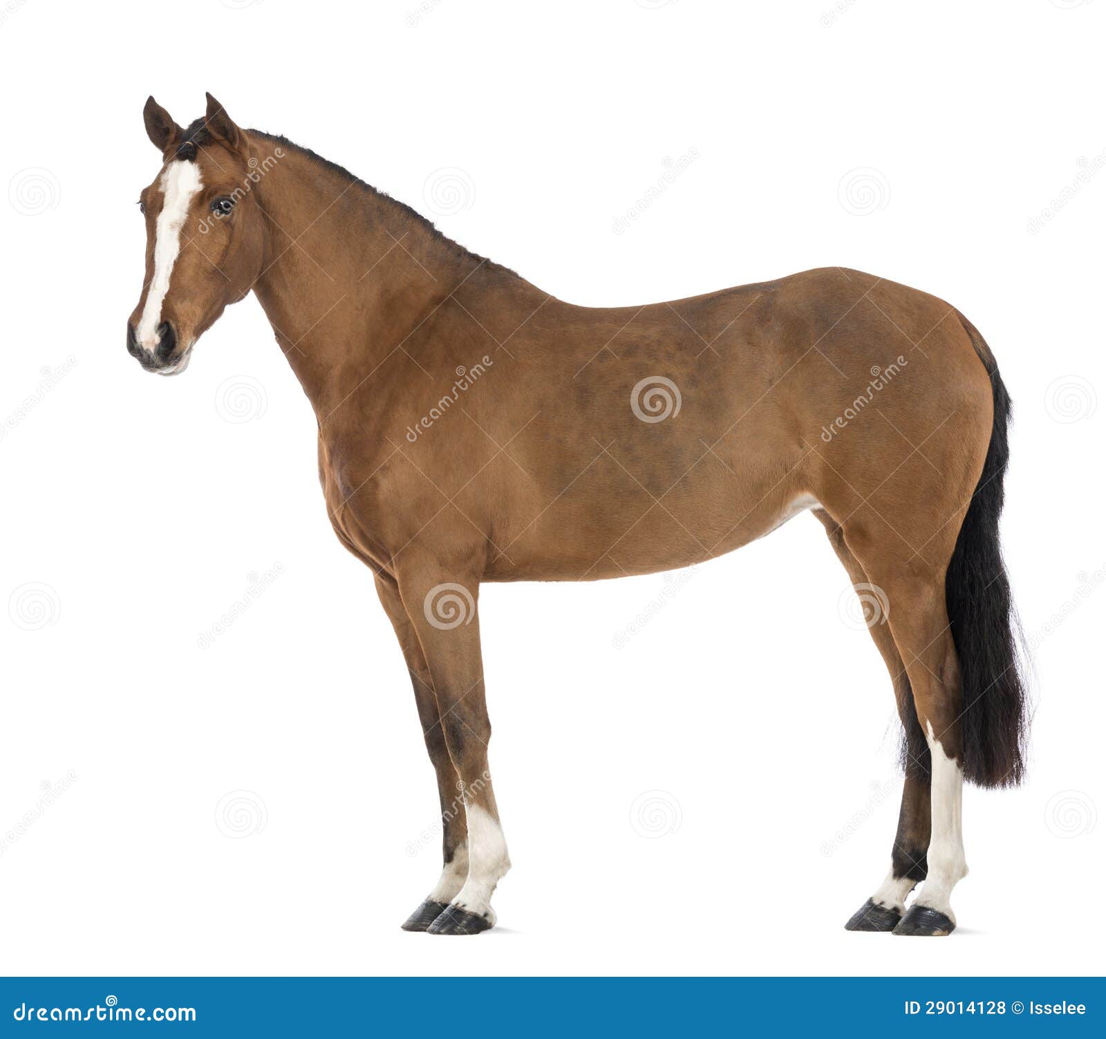 side view of a female andalusian, 3 years old, also known as the pure spanish horse or pre