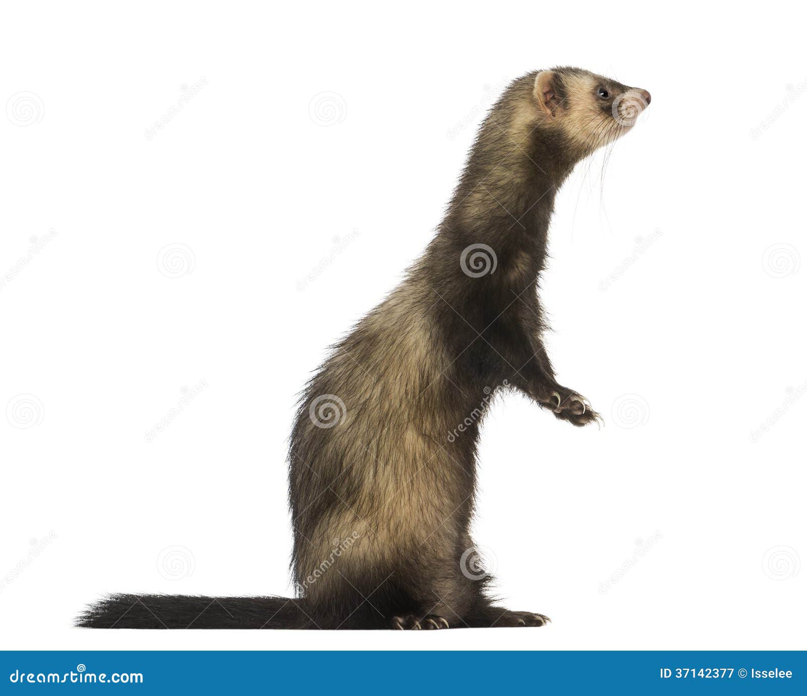 side view of a ferret standing on hind legs, 