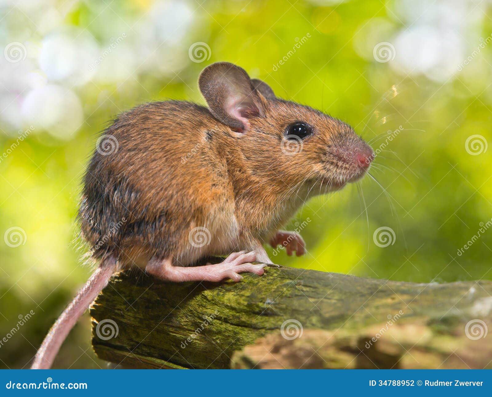 Side View of a Field Mouse Apodemus Sylvaticus on a Branch Stock