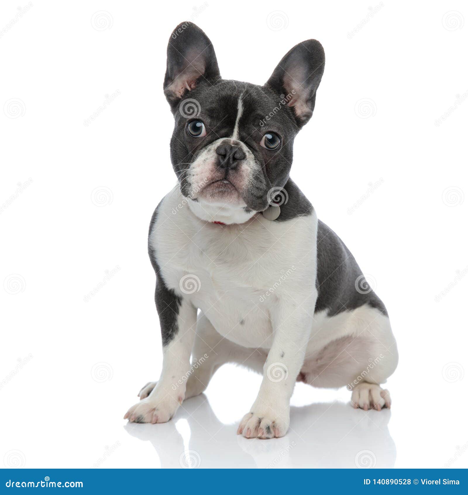 Side View of a French Bulldog Sitting Stock Photo - Image of side ...