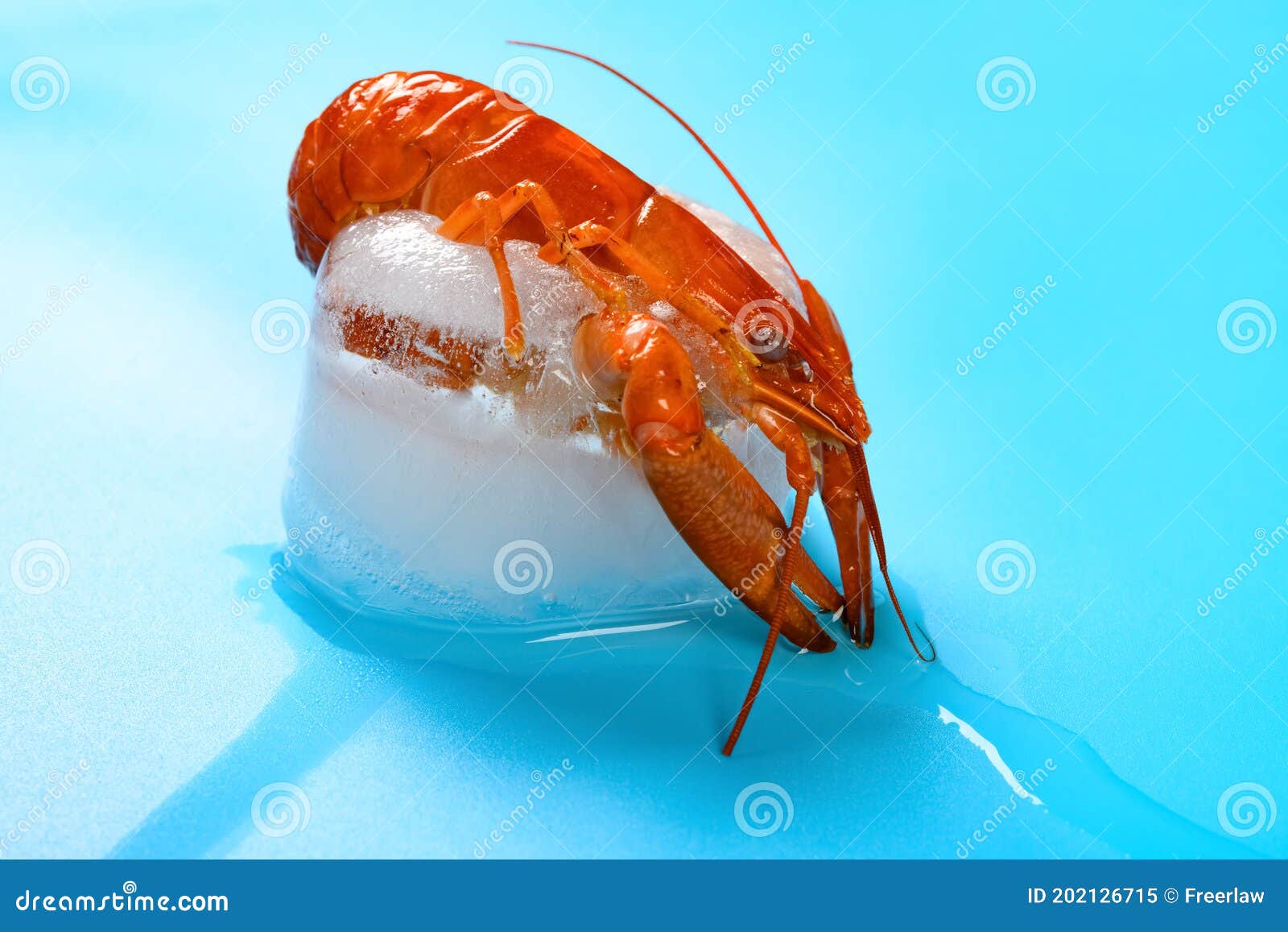 Frozen Shrimp in an Unfreezing Process Stock Image Image of frozen