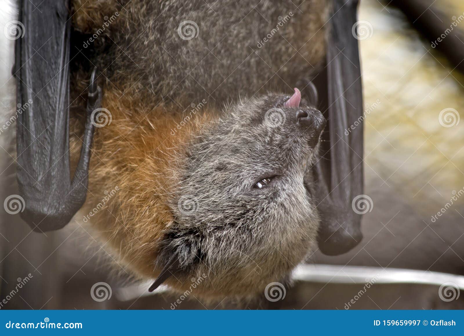 This is a Close Up of a Fruit Bat Stock Image Image of mammal, spooky