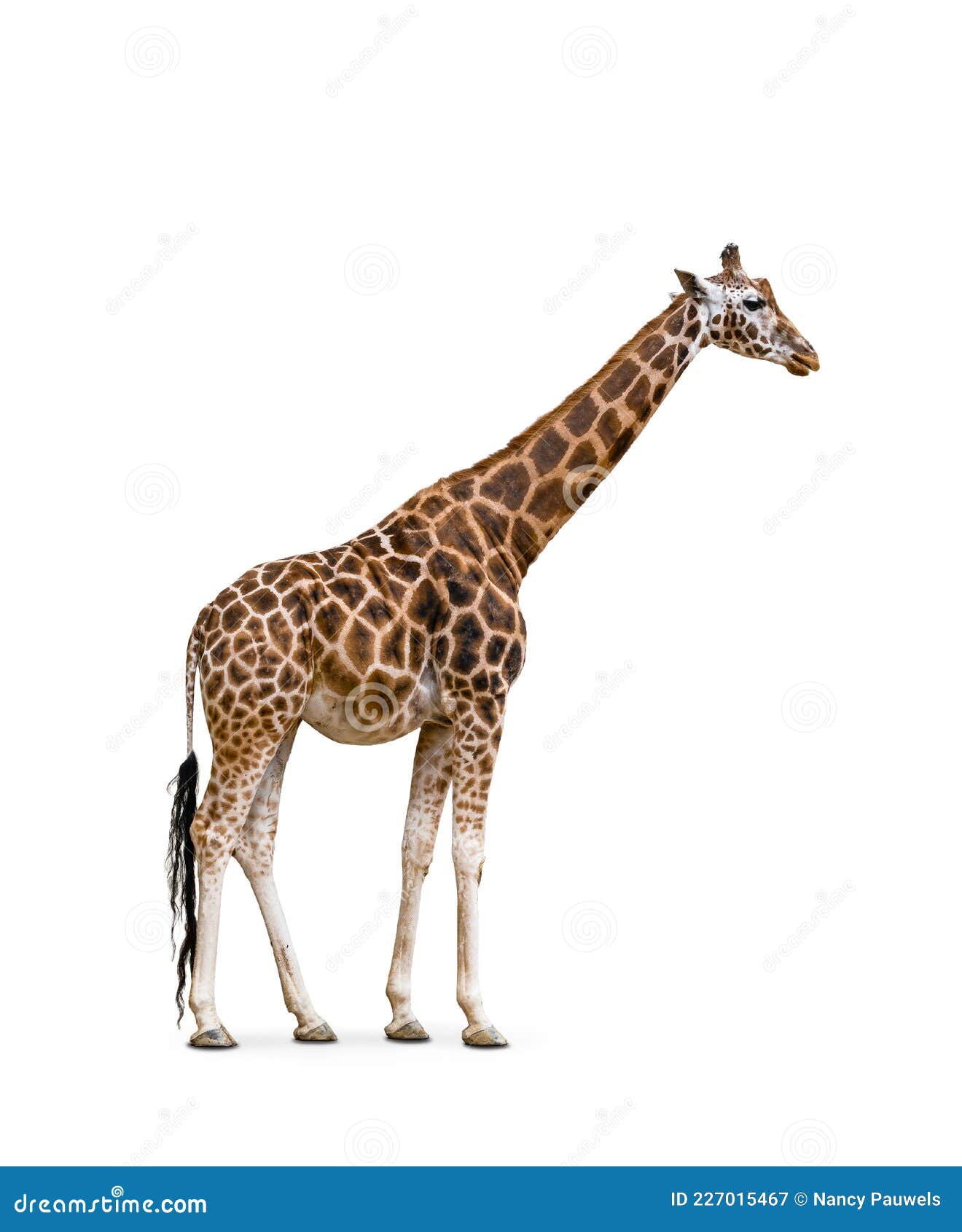 Side View of Giraffe Isolated on White Background. Stock Image - Image