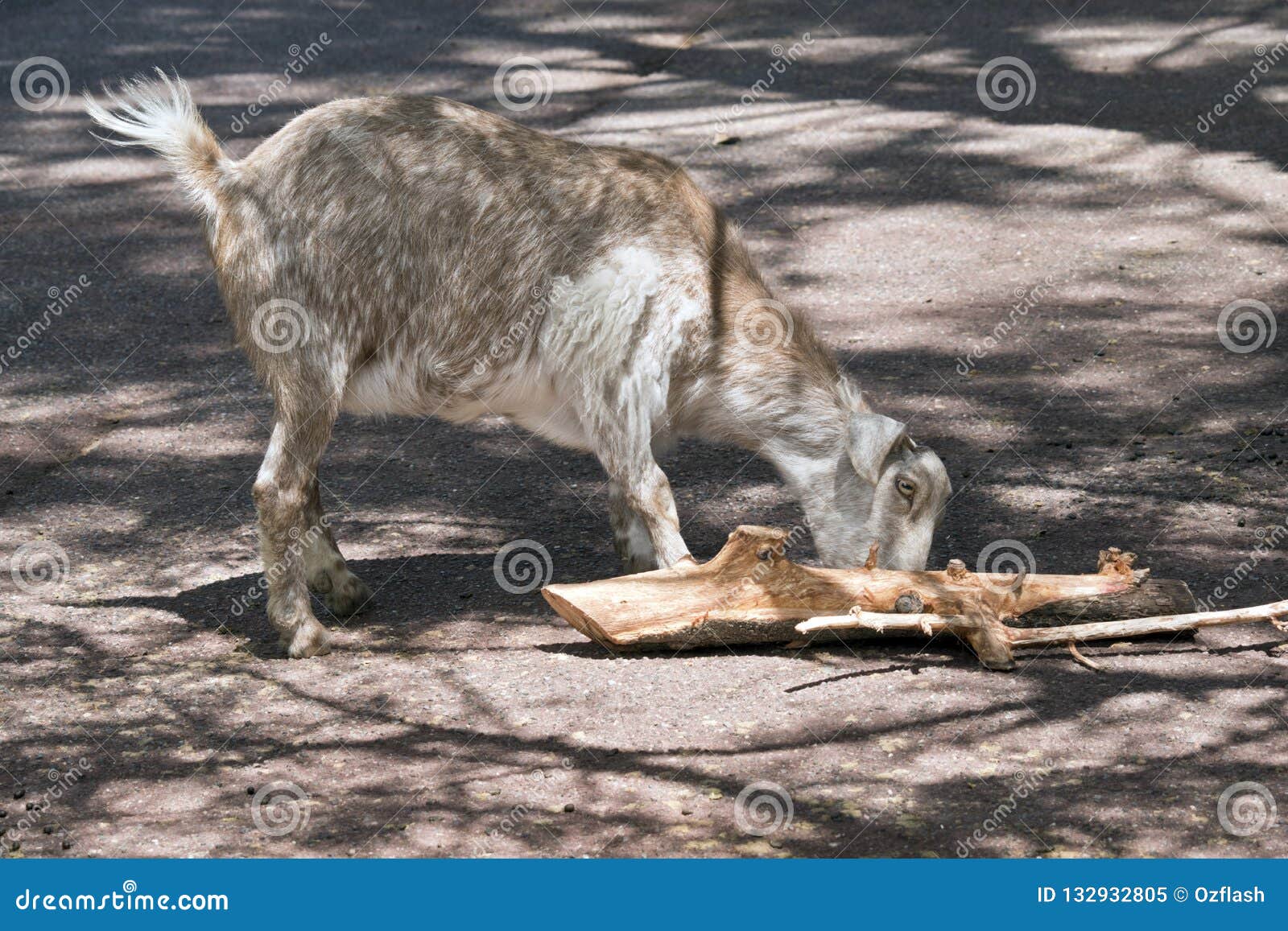 Goat eating wood stock image. Image of goat, grass, hair 132932805