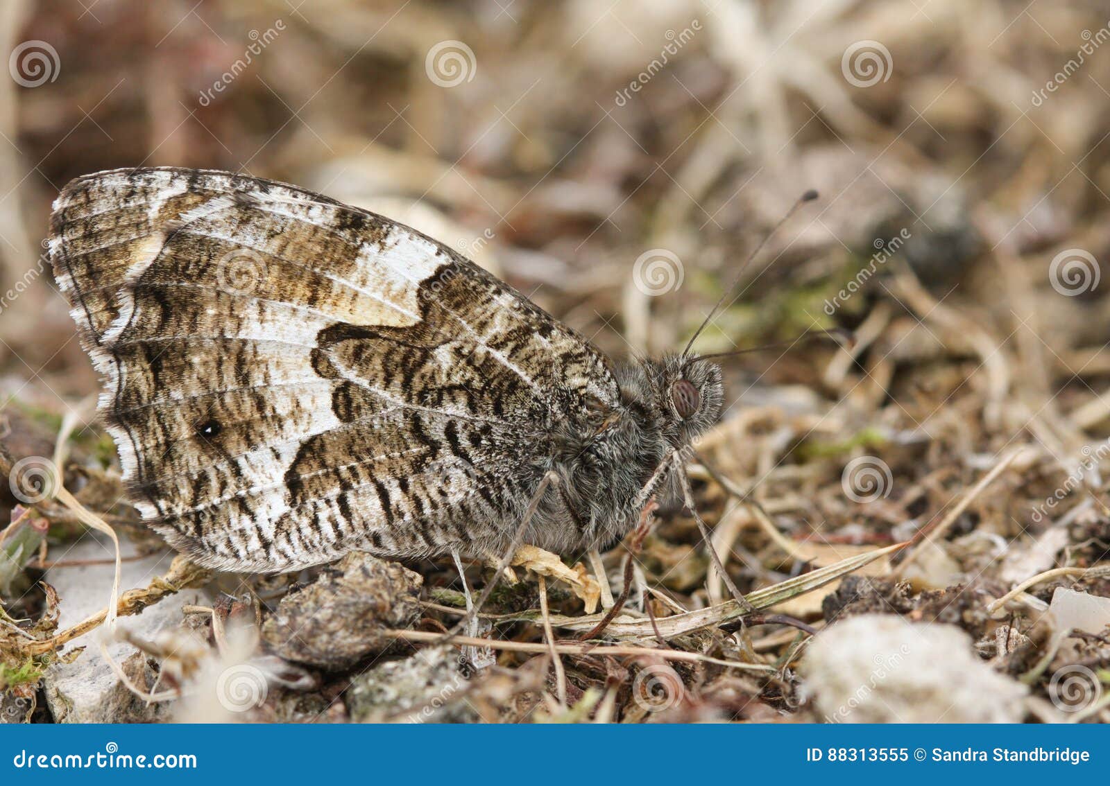 the side view of a grayling butterfly, hipparchia semele perched on the ground with its wings closed.