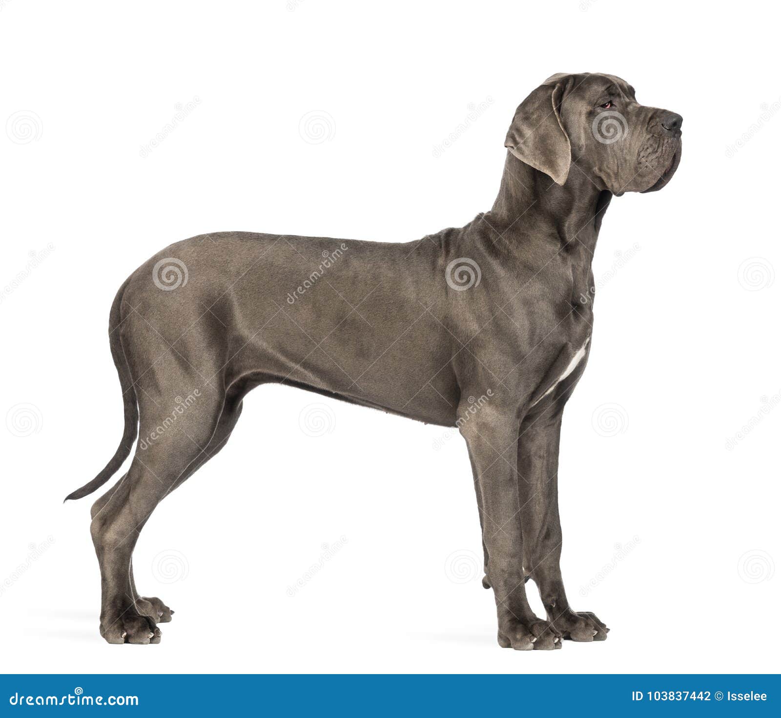 side view of a great dane, 10 months old, in front of white back