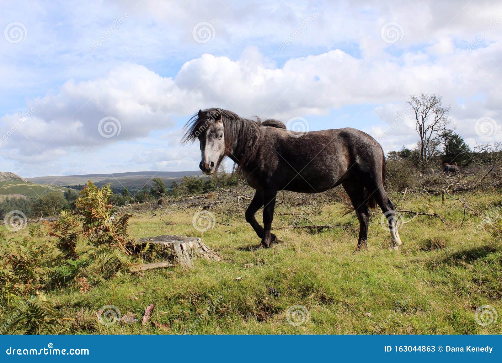 Side View of Grey Dartmoor Pony in a Windy Field in Devon. Stock Image