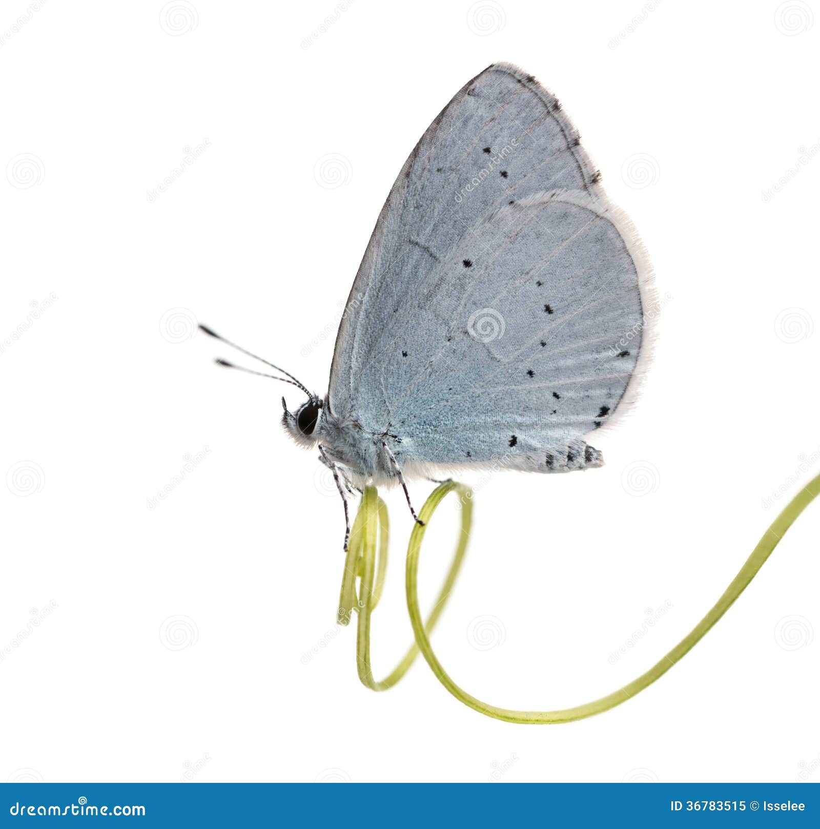 side view of a holly blue landed on a plant stalk