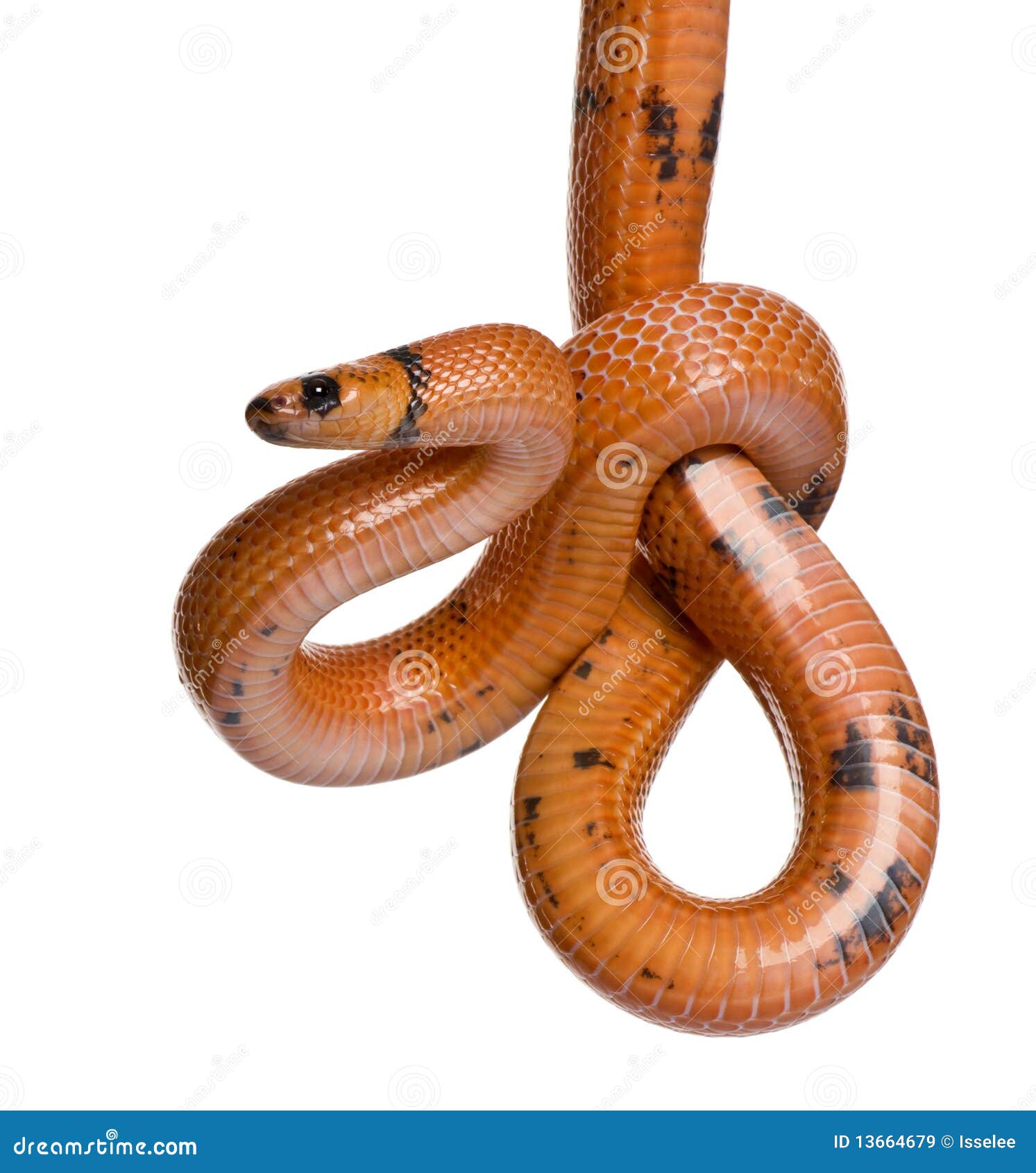 side view of honduran milk snake, hanging