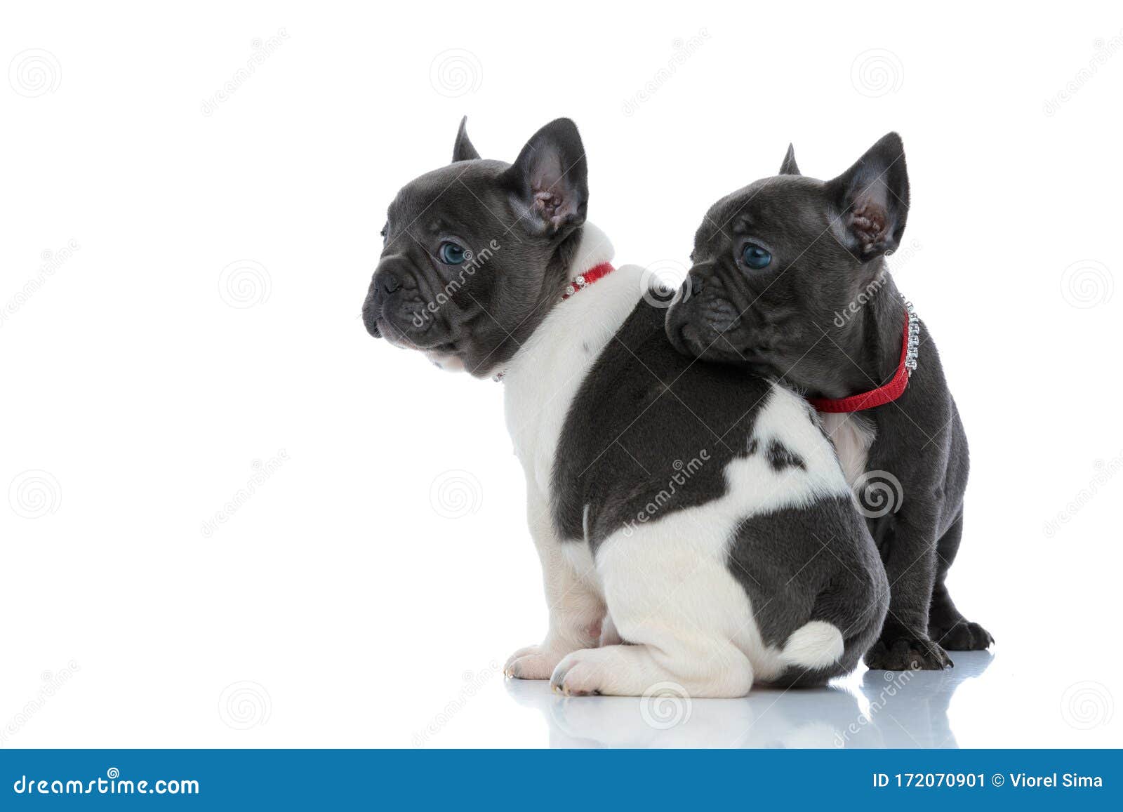 Side View of 2 Hopeful French Bulldogs Cubs Looking Away Stock Image ...