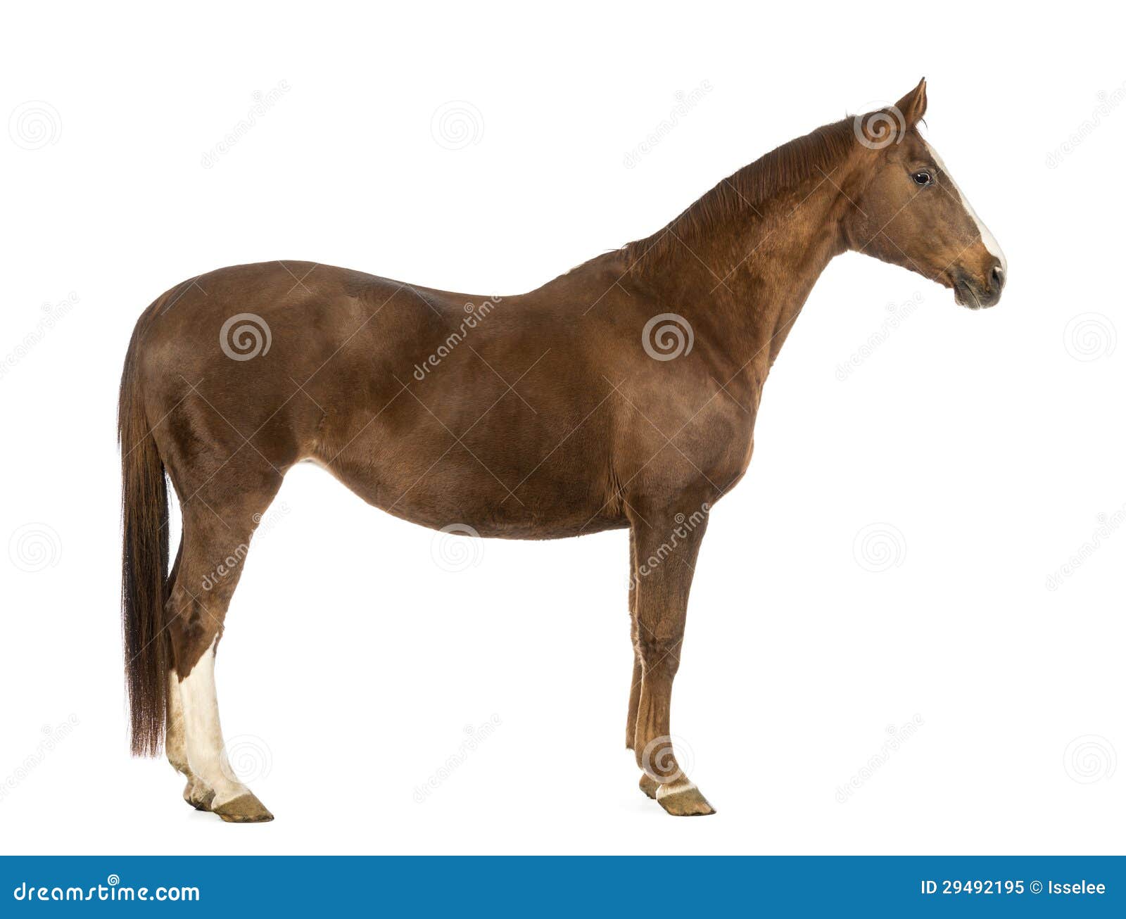 side view of a horse
