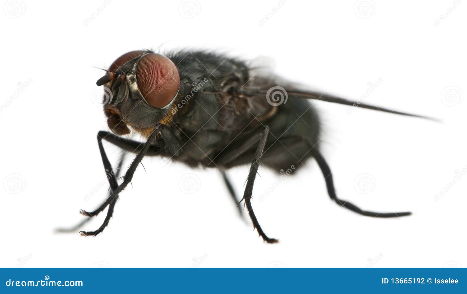 side view of housefly, musca domestica