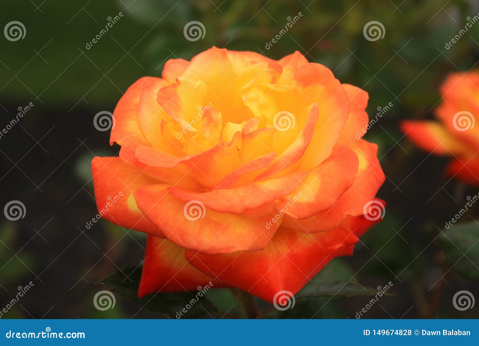 Side View Photo Judy Garland Rose Macro Ppinside Landscaping Stock ...